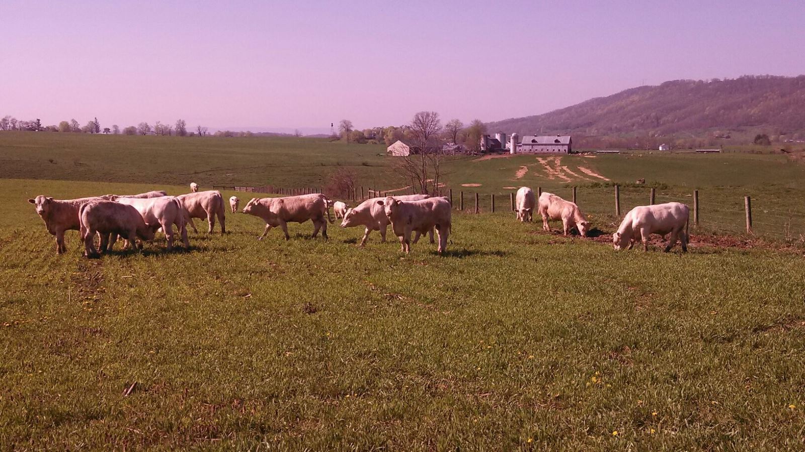 Charolais Bulls